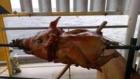 Masih belum diketahui motivasi netizen memasak ayam panggang seperti ini. Dicurigai memasak siluman, ayam panggang milik netizen ini berkepala babi. Foto: Instagram/humorsantuy