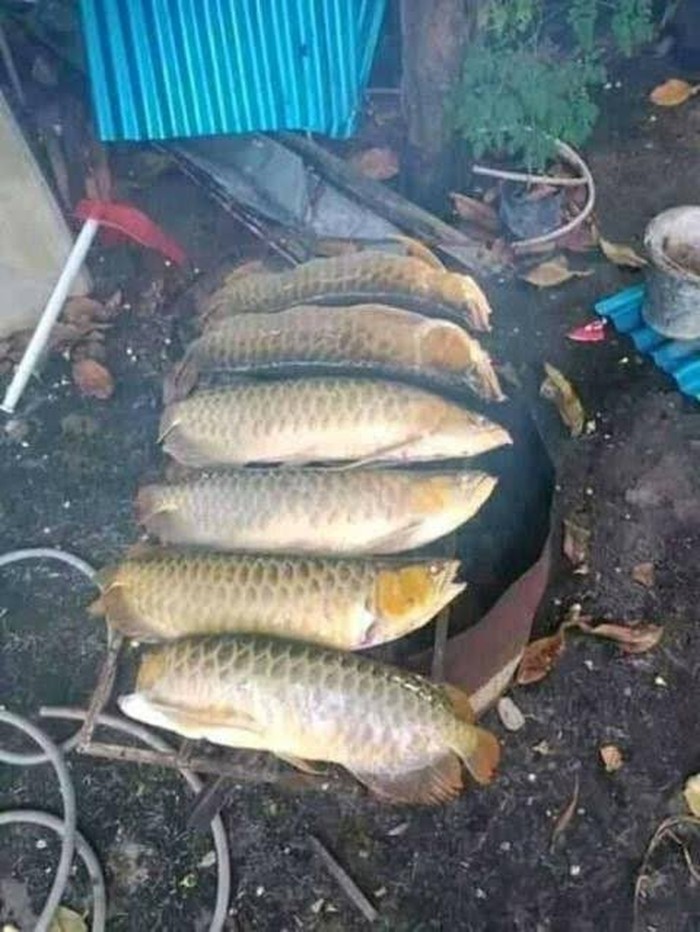 10 Netizen Masak Asal-asalan