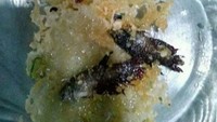 Beberapa jenis ikan bisa dikonsumsi saat masih anakan. Misalnya baby fish ikan mas atau ikan bilih khas Sumatera. Punya selera yang berbeda, netizen ini masak keripik ikan cupang. Foto: Instagram/humorsantuy