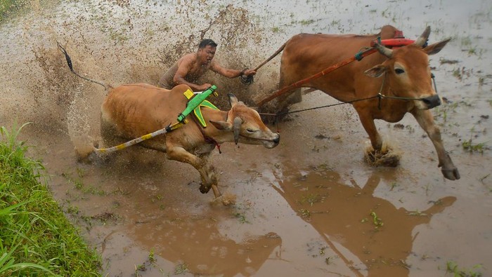 PACU JAWI AWAL TAHUN