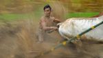 Sambut Awal Tahun, Warga Tanah Datar Gelar Latihan Pacu Jawi