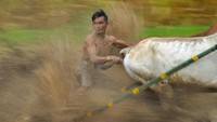 Latihan digelar untuk memaksimalkan gelaran Pacu Jawi yang akan digelar tahun ini.