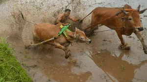 Sambut Awal Tahun, Warga Tanah Datar Gelar Latihan Pacu Jawi