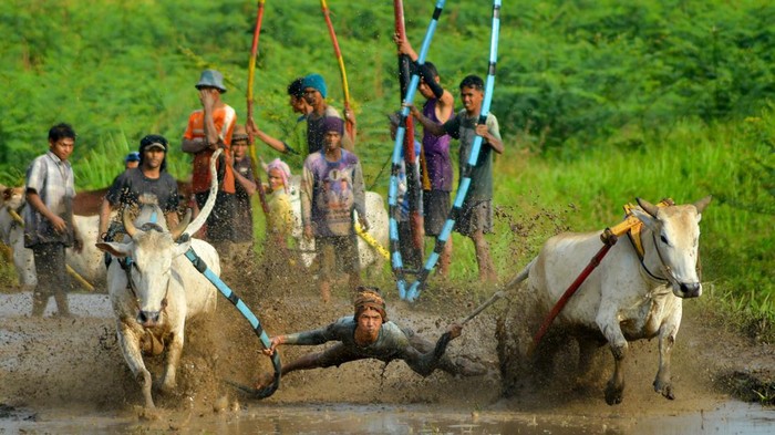 PACU JAWI AWAL TAHUN