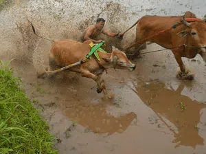Sambut Awal Tahun, Warga Tanah Datar Gelar Latihan Pacu Jawi