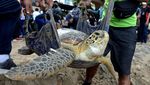 Momen Pelepasliaran Penyu Hijau di Pantai Kuta