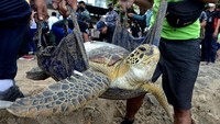 Penyu yang dilepasliarkan berjumlah 33 ekor.
