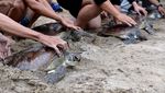 Momen Pelepasliaran Penyu Hijau di Pantai Kuta