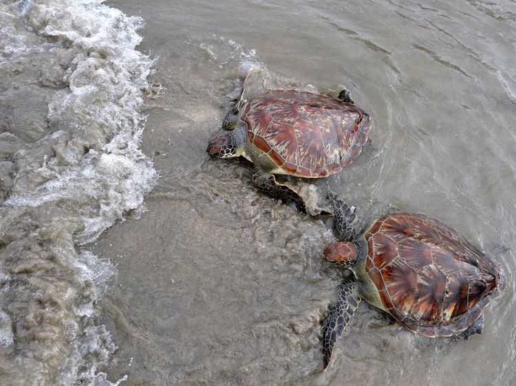 Momen Pelepasliaran Penyu Hijau di Pantai Kuta