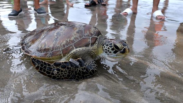 Seekor penyu hijau (Chelonia mydas) berjalan menuju perairan saat dilepasliarkan di Pantai Kuta, Badung, Bali, Sabtu (8/1/2022). Sebanyak 33 ekor penyu hijau yang sebagian besar merupakan hasil penggagalan upaya penyelundupan penyu yang diungkap Tim Patroli Pangkalan TNI AL (Lanal) Denpasar di perairan selatan Bali pada akhir tahun 2021 lalu dilepasliarkan kembali ke laut. ANTARA FOTO/Fikri Yusuf/aww.