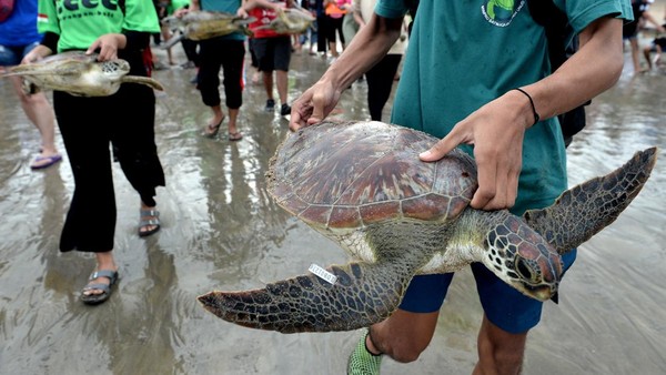 Relawan mengangkat penyu hijau (Chelonia mydas) yang akan dilepasliarkan di Pantai Kuta, Badung, Bali, Sabtu (8/1/2022).