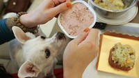 Pekerjaan lain yang tidak kalah unik adalah penguji makanan hewan. Setelah mencicipi makanan tersebut, mereka pun diminta untuk memberikan saran serta penilaian sebagai upaya untuk memastikan kualitas makanan hewan itu telah memenuhi standar. Gaji yang ditawarkan untuk pekerjaan ini cukup menjanjikan lho. Tak sedikit penguji yang mendapatkan gaji hingga Rp 500 juta-an dari mencicipi makanan hewan ini. Chung Sung-Jun/Getty Images.