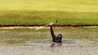 Siapa sangka penyelam untuk mencari bola golf ini memiliki gaji yang besar. Biasanya mereka dibayar US$ 200 per hari atau sekitar Rp 2,84 juta hingga Rp 2,13 miliar per tahun. Chris McGrath/Getty Images.