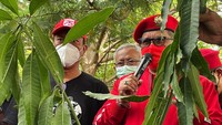 Menurut Hasto, aksi ini sesuai dengan arahan Ketua Umum PDI Perjuangan Megawati Soekarnoputri untuk merawat lingkungan.