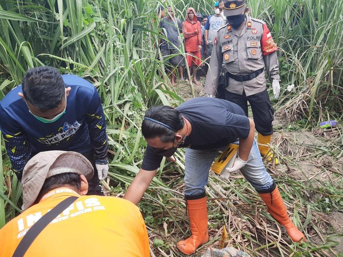 Evakuasi jenazah Turini di tengah ladang tebu.