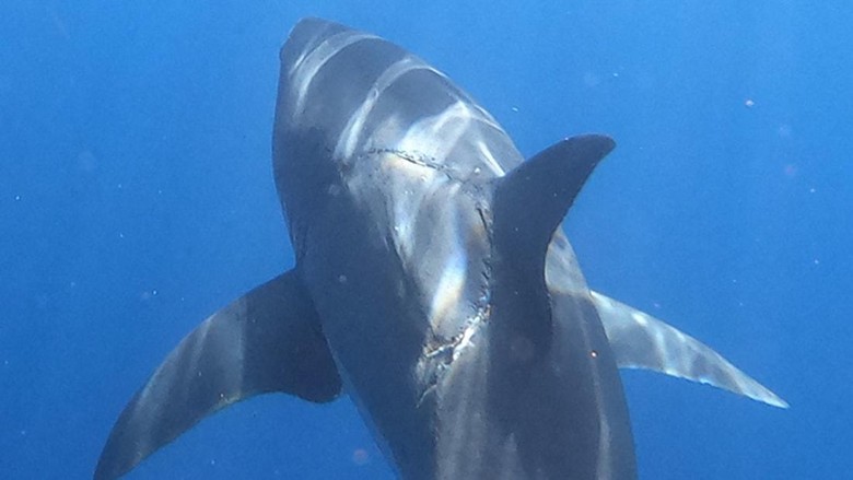 Ada luka besar di punggung hiu putih besar yang dipotret oleh fotografer @jalilnajafov