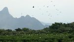 Kampung Blekok Tempat Wisata dengan View Keren, Rumah Ratusan Burung Air