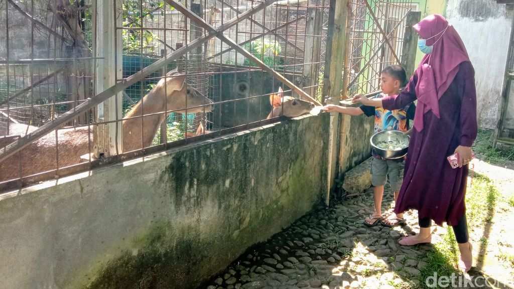 Kedai Edukasi Purworejo Menawarkan Mini Zoo - Ka'bah