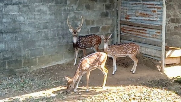 Berbagai jenis hewan seperti aneka burung langka, rusa, kijang, kera, monyet, kelinci, ikan, kambing hingga buaya tersedia di halaman belakang. Foto: Rinto Heksantoro/detikcom Berbagai jenis hewan seperti aneka burung langka, rusa, kijang, kera, monyet, kelinci, ikan, kambing hingga buaya tersedia di halaman belakang. Foto: Rinto Heksantoro/detikcom