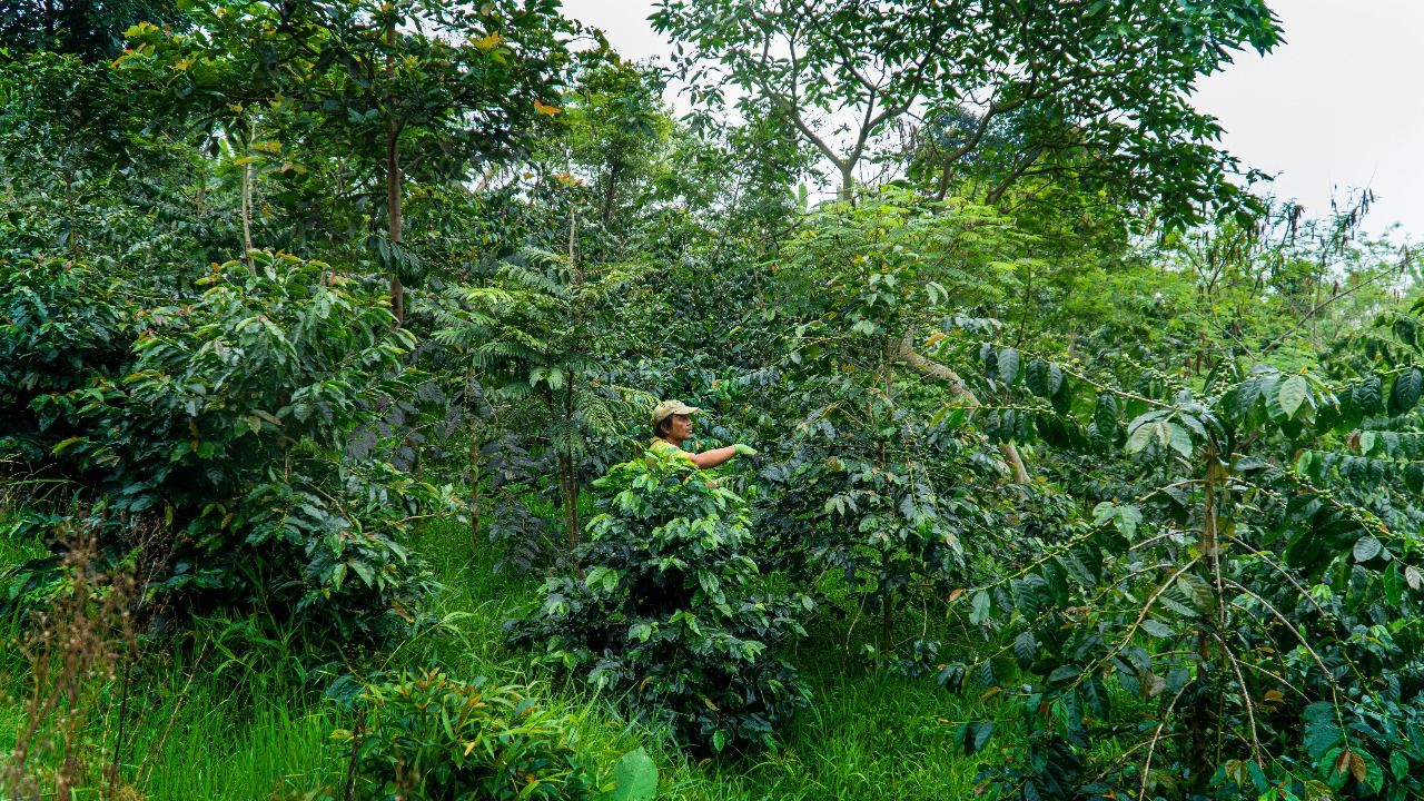 Keren! Kopi Sarongge Asal Cianjur Dapat Penghargaan Internasional
