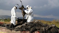 Dua orang petugas yang mengenakan APD lengkap tampak memasukkan bangau yang mati ke dalam kantung di kawasan konservasi Danau Hula di kawasan Israel utara, Minggu (2/1/2022). Mengutip AP, flu burung telah membunuh ribuan bangau yang bermigrasi dan mengancam hewan lain di kawasan Israel bagian utara. Pihak berwenang pun menyebut peristiwa itu menjadi bencana satwa liar paling mematikan yang pernah terjadi dalam sejarah negara tersebut. AP Photo/Ariel Schalit.  