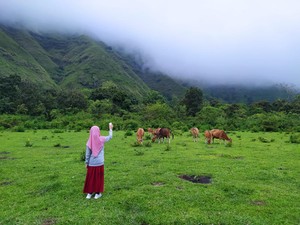 Minum Air Garam, dan Daftar Unik Lainnya soal Sapi Sembalun
