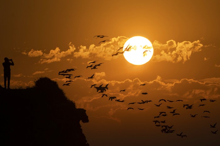 Egrets fly past as Sun sets over the Husain Sagar Lake in Hyderabad, India, Friday, Jan. 7, 2022. (AP Photo/Mahesh Kumar A.)