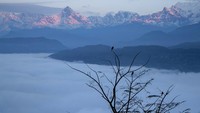 Burung yang bertengger di dahan pohong bersiap berkelana saat pagi hari menyapa Pokhara, Nepal (1/1/2022). Pokhara yang merupakan tujuan wisata favorit di Nepal tersebut berada 200 km sebelah barat Ibu Kota Kathmandu, (AP Photo/Niranjan Shrestha)