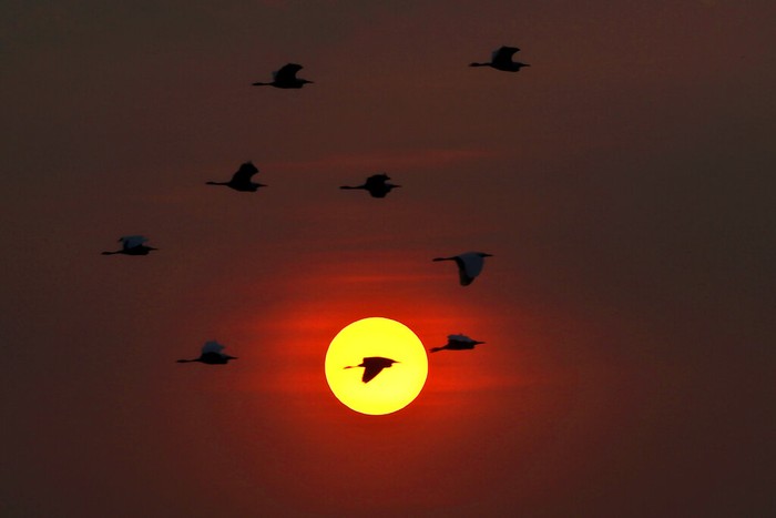 India Daily Life Egrets fly past as Sun sets over the Husain Sagar Lake in Hyderabad, India, Friday, Jan. 7, 2022. (AP Photo/Mahesh Kumar A.)