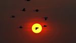 Burung Saja Ingat Pulang