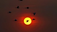 Burung Kuntul terbang melewati matahari terbenam di atas Danau Hussain Sagar di Hyderabad, India, (7/1/2022). Burung Kuntul tidak bisa jauh-jauh dari di lahan basah seperti danau, pantai atau terumbu karang. Di tempat tersebut, Kuntul mencari makan. (AP Photo/Mahesh Kumar A.)