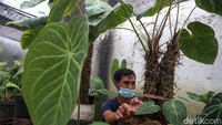 Tanaman hias ini dijual dari harga Rp 50 ribu hingga Rp 2 juta.