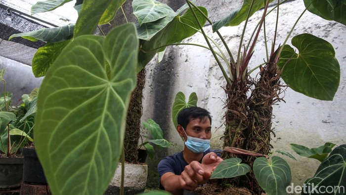 Tanaman hias anthurium telah menjadi buruan para pecinta tanaman hias sejak lama. Yuk kita lihat proses budidayanya.