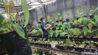 Tanaman anthurium tersebut dipasarkan hingga Thailand, Malaysia dan Kanada.