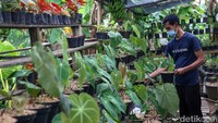 Septian Permana sudah bercocok tanam anthurium sejak tahun 2004.