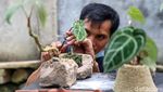 Melihat Budidaya Tanaman Anthurium