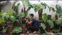 Anthurium sendiri sudah memiliki pangsa pasarnya di kalangan para pecinta tanaman hias.