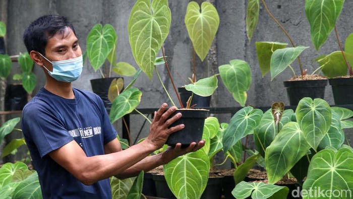 Melihat Budidaya Tanaman Anthurium Tanaman hias anthurium telah menjadi buruan para pecinta tanaman hias sejak lama. Yuk kita lihat proses budidayanya.