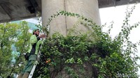 Diketahui, perawatan dan pemeliharaan tersebut dilakukan agar kawasan di bawah flyover Pangeran Antasari itu terlihat rapi.