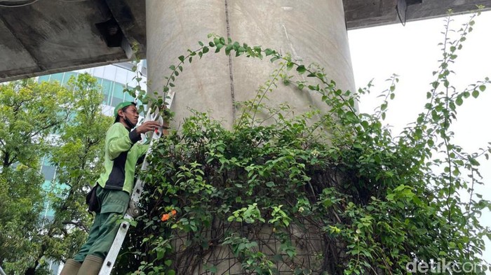 Perawatan dan pemeliharaan di kawasan Ibu Kota Jakarta terus dilakukan. Salah satunya perawatan di kolong flyover Pangeran Antasari, Jakarta Selatan.