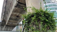 Petugas Suku Dinas Kehutanan Pemkot Jakarta Selatan, melakukan penanaman dan pemangkasan tanaman hias di bawah flyover Pangeran Antasari, Jakarta Selatan, Senin (10/1/2022).