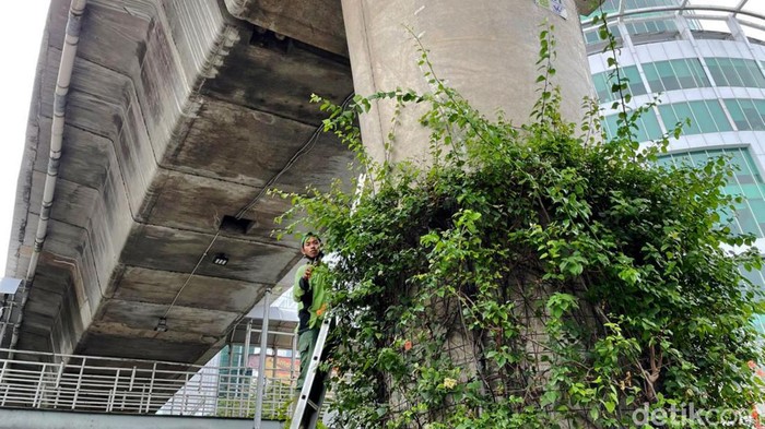 Perawatan dan pemeliharaan di kawasan Ibu Kota Jakarta terus dilakukan. Salah satunya perawatan di kolong flyover Pangeran Antasari, Jakarta Selatan.