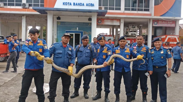 Petugas Damkar Banda Aceh evakuasi ular piton muncul di halaman rumah warga