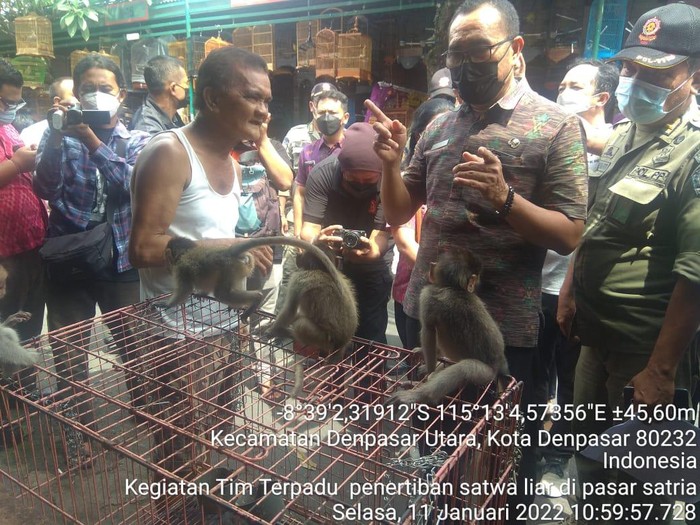 7 ekor kera ekor panjang dijual secara ilegal di Denpasar Bali