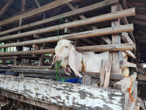 Di Mongolia, mata kambing digunakan sebagai obat dengan mencampurnya ke jus tomat atau acar. (Nahda Rizky/detikcom) Di Mongolia, mata kambing digunakan sebagai obat dengan mencampurnya ke jus tomat atau acar. (Nahda Rizky/detikcom)