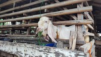 Di Mongolia, mata kambing digunakan sebagai obat dengan mencampurnya ke jus tomat atau acar. (Nahda Rizky/detikcom)