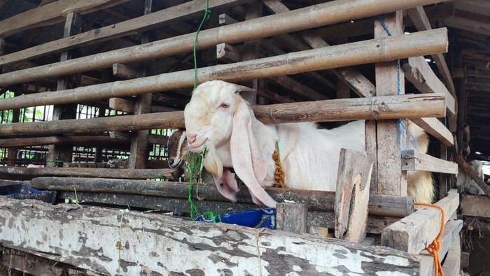 8 ekor kambing milik warga depok dicuri dan dijagal di tempat