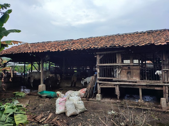 8 ekor kambing milik warga depok dicuri dan dijagal di tempat 8 ekor kambing milik warga depok dicuri dan dijagal di tempat