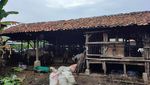 Potret Ternak Kambing Warga Depok, Sebagian Dicuri dan Dijagal di Tempat