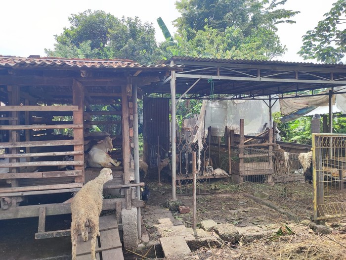 8 ekor kambing milik warga depok dicuri dan dijagal di tempat 8 ekor kambing milik warga depok dicuri dan dijagal di tempat